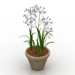 Potted Flower Agapanthus Plant 3d model