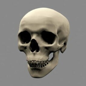 3D model lidské mužské lebky