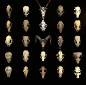 3д модель набора черепов животных