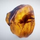 Fossil Mosquito In Amber