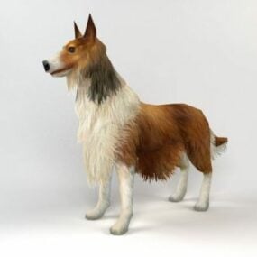 Rough Collie Dog 3d-modell