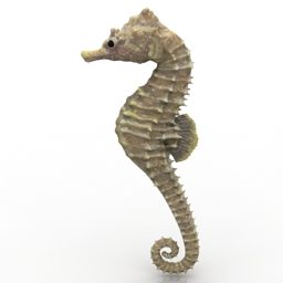 Sea Animal Seahorse 3d model