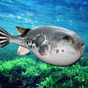 Sea Spotted Puffer Fish 3D-malli