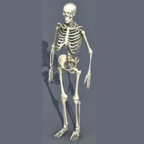 3D model kostry muže
