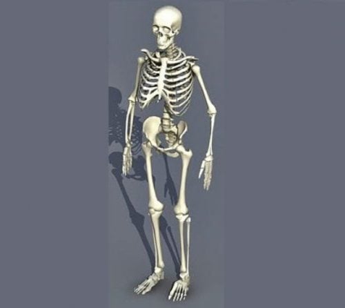 Esqueleto hombre