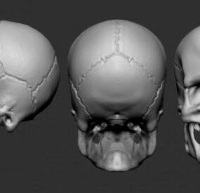 详细的人类头骨 3d 模型