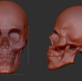 頭蓋骨の彫刻3Dモデル