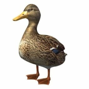 Duck Bird 3d-model