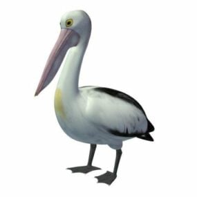 3D model pelikána