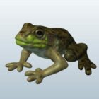 Wild Green Frog