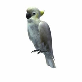 Model 3d Burung Parrot Putih