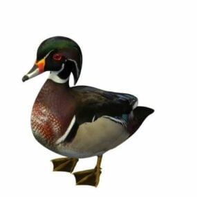 Animal Duck Bird 3d model