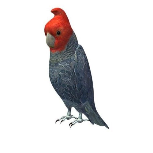 Fågel papegoja med rött huvud