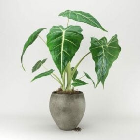 リアルな鉢植えのアロカジジャ植物 3D モデル