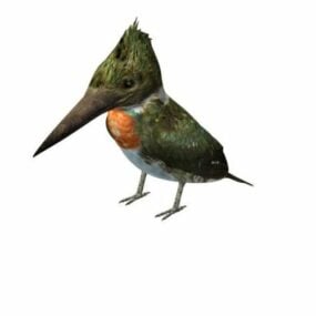 Amazon Kingfisher Bird 3d model