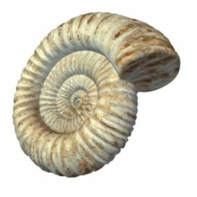 Ammonite Fossil Animal 3D-malli