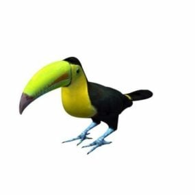3D model ptáka tukana