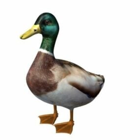 Pond Duck 3d-modell