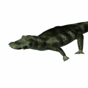 Caiman Crocodile 3d model