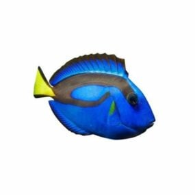 Blue Tang Sea Fish דגם תלת מימד
