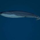 Balena di mare blu