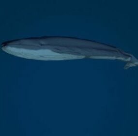 Modelo 3d de ballena de mar azul