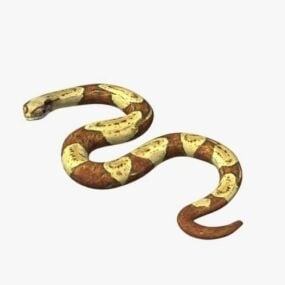 Boa Constrictor Snake 3d model