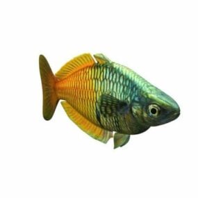 Model 3D tęczowej ryby Boesemani