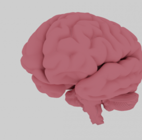 脳の解剖学の3Dモデル