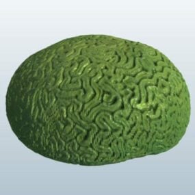海の脳サンゴ3Dモデル
