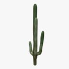 Planta de cactus del desierto