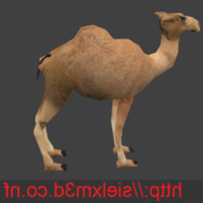 kameli Lowpoly Eläin 3d malli