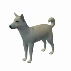 Canaan Dog Tier 3D-Modell