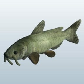 Water Catfish 3d model