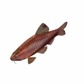 Cherry Barb Fish 3d model
