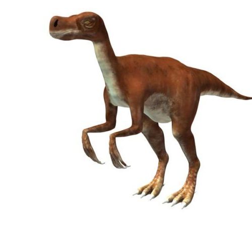 Chirostenotes Dinosaur