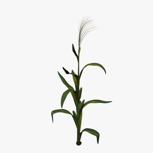 Corn Field Plant