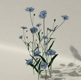 수레 국화 식물 3d 모델