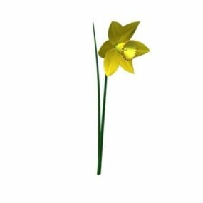 Daffodil Flower Plant 3d model