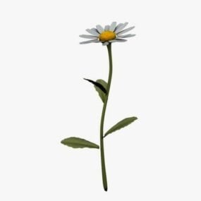 Daisy Flower 3d model