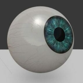 Modelo 3d del globo ocular humano