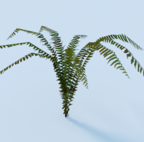 Plante de jardin de fougère modèle 3D