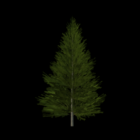 Fir Tree Lowpoly