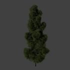Green Pine Tree