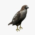 Pássaro de falcão marrom
