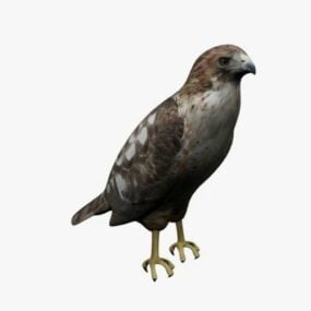 Hnědý jestřáb pták 3D model