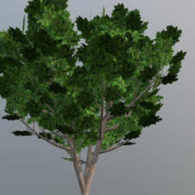 Model 3D krzewu orzecha laskowego