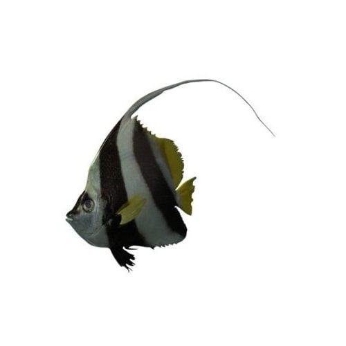 Butterfly Fish Animal