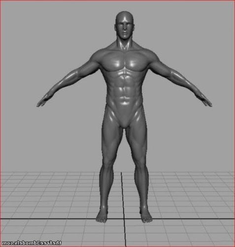 Detailed Male Body
