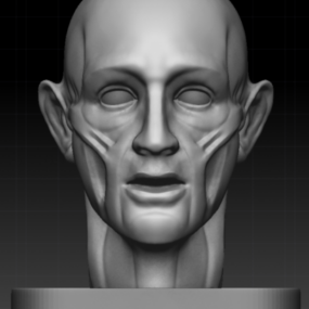 人間の頭の解剖学の3Dモデル